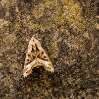 Angle shades moth David Walters