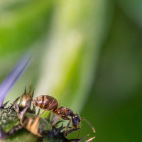 Ant - David Walters