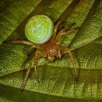 Araniella Cucurbitina - Huw Thomas