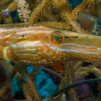 Atlantic Trumpetfish in Bonaire