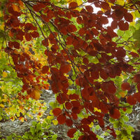 Autumn Foliage - Esmé McCormick
