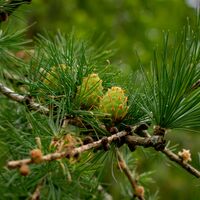 Baby Pinecones Carrie Woodhead