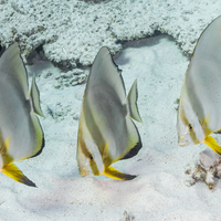 Batfish at the Small Crack