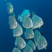 Batfish on Shark & Yolanda Reef