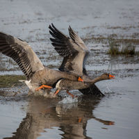 Battering Greylags - Dennis Singleton