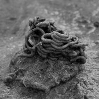 Beach Wonders - Megan Lockington