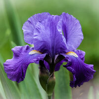 Bearded Iris - Esmé McCormick