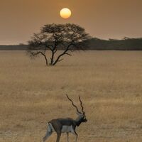 Black Buck Antelope at Sunrise Martin Robinson