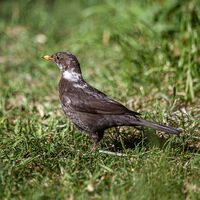 Blackbird, piebald female Huw Thomas (Highly Commended)