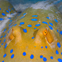 Blue Spotted Ray on Abu Nuhas Reef