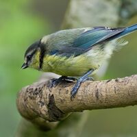 Blue Tit Simon Brown (Third Place)