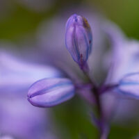 Bluebells--Mike Helft--1