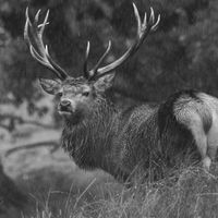 Bradgate Stag in the Rain - Matt Tilford