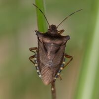 Bronze Shield Bug Peter Shale