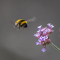 Buff Tailed Bee Approaching Verbena - David Walters