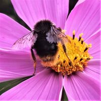 Bumblebee on Cosmos