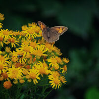 Butterfly and bug--Carrie Woodhead--1