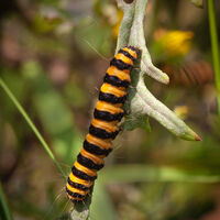 Caterpillar of Cinnibar Moth--Huw Thomas--1