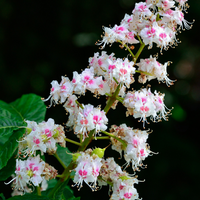 Conker Blossom