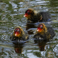Coot Chicks - Dennis Singleton