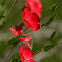 Crimson-Flowered Flax Richard Hilsden