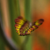Crocosmia - Richard Hilsden