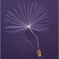 DANDILION SEED ON WATER - WINT LEES (3rd Place)