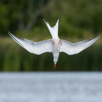 DIVING COMMON TERN Alan Rich