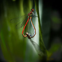 Damsel Flies - Huw Thomas