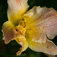 Daylily