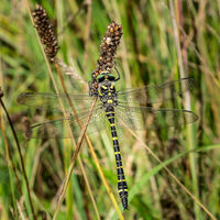 Dinner for Dragonfly - Simon Brown