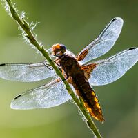Dragon fly--Frank Lock--1.jpg
