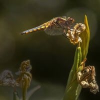 Dragonfly on Iris--John Whitby--3
