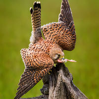 Dropping for Dinner - Clive Bew