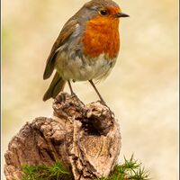 Erithacus rubecula Wint Lees (Commended)
