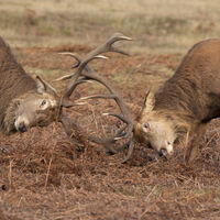 Eye to Eye Contact - Peter Shale