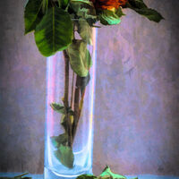 Faded Roses - Andrew Senior