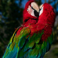 Feathered Kisses - Carrie Woodhead