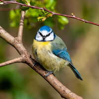 Feathers - Colin Slingsby