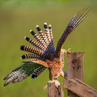 Feeding Kestrel - Clive Bew