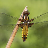 Female Broad-Bodied Chaser - Peter Shale
