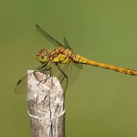 Female Common Darter - Peter Shale (HC)