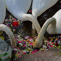 Flower Feeding Frenzy