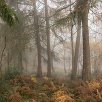 Foggy Forest - James Attenborough