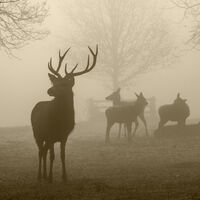 Foggy Morning - Robb Doyle