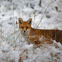 Fox in Winter - Dennis Singleton