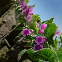Foxgloves Carrie Woodhead