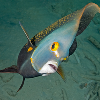 French Angelfish in Bonaire