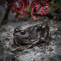 Frog and Foliage - Huw Thomas