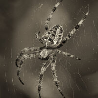 Garden Spider - Wint Lees